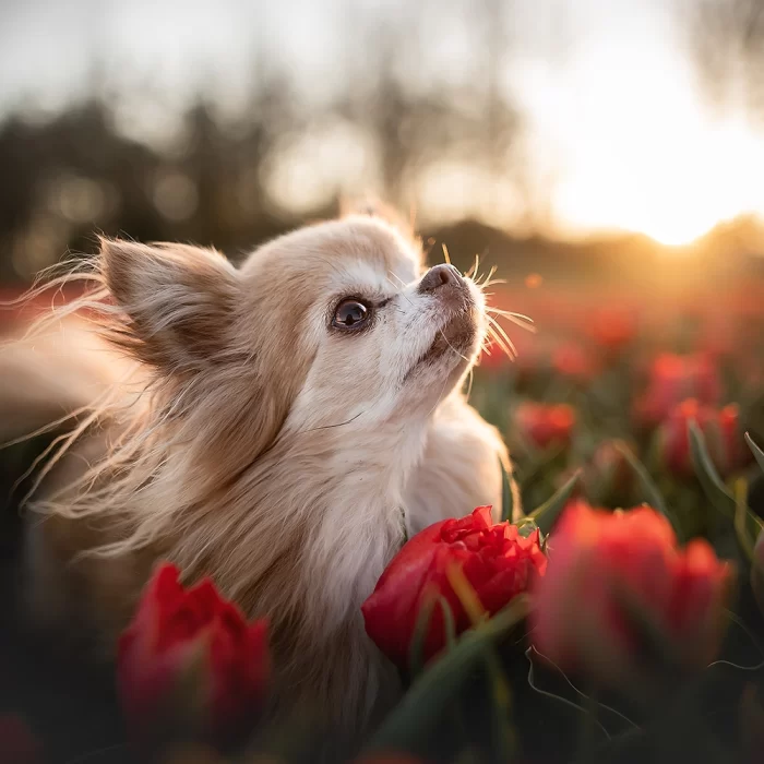 leeftijd chihuahua oud oude verjaardag jaar 13 jaar gezondheid gezond goede fokker