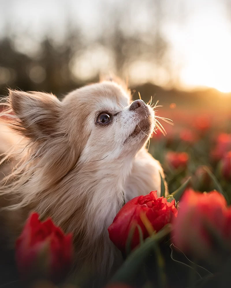 Mijn Chihuahua-heksje wordt oud..