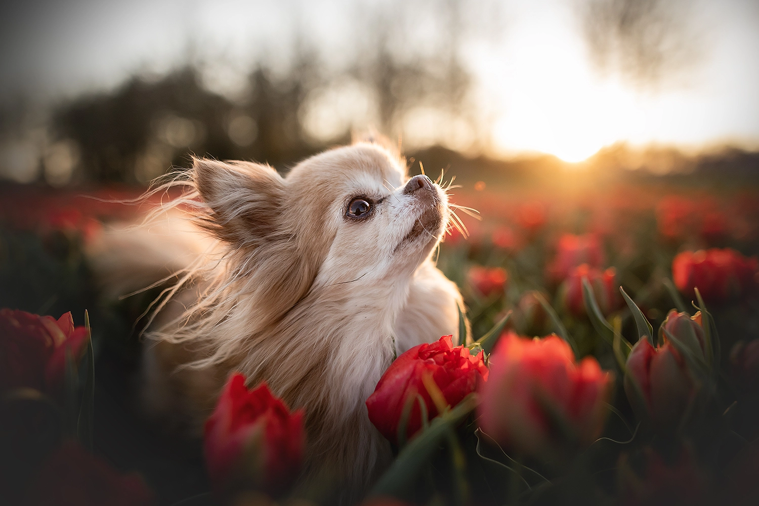 leeftijd chihuahua oud oude verjaardag jaar 13 jaar gezondheid gezond goede fokker
