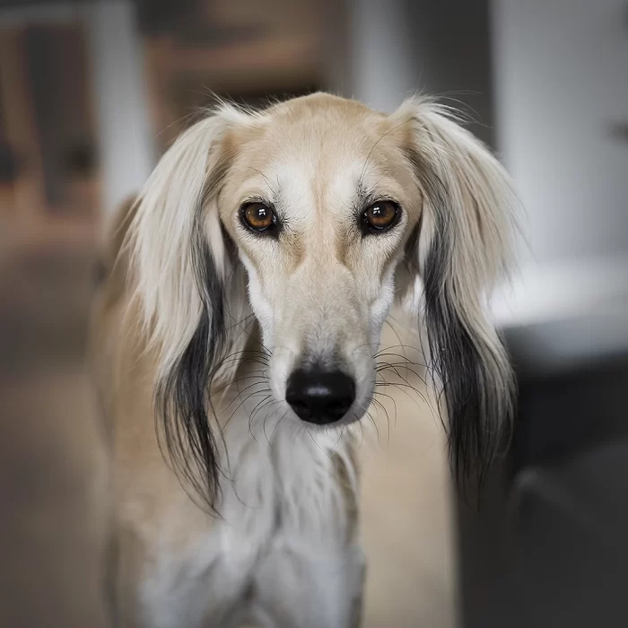 windhond saluki zahra teef sable windhonden ervaring hazewind oosterse westerse kat katten