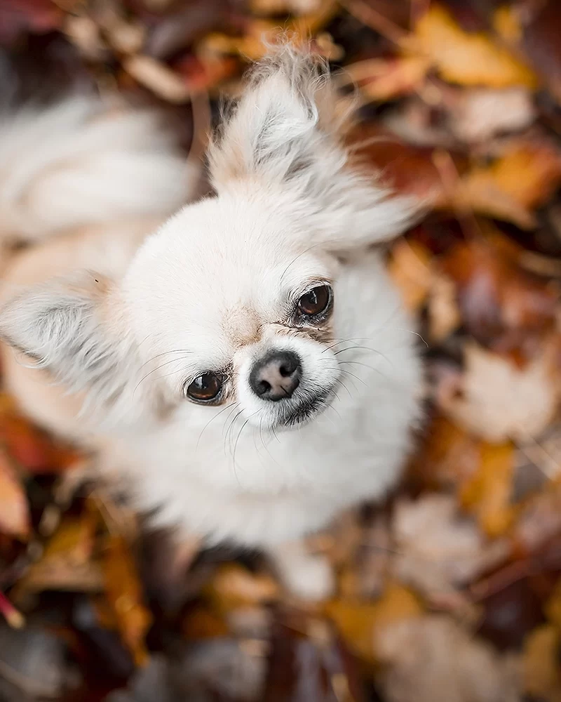 Herst-modus: AAN (voor de tweede keer dit jaar)