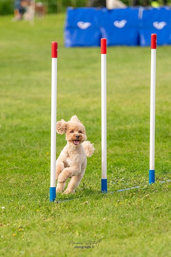 waarom agility hond agility met hond voordelen waar trainen volgen cursus