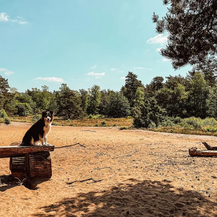 leuke herfstactiviteiten herfst activiteiten herfstvakantie vakantie tips hond honden wandeling uitjes gezin
