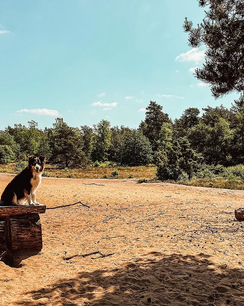 Leuke herfstactiviteiten met je hond