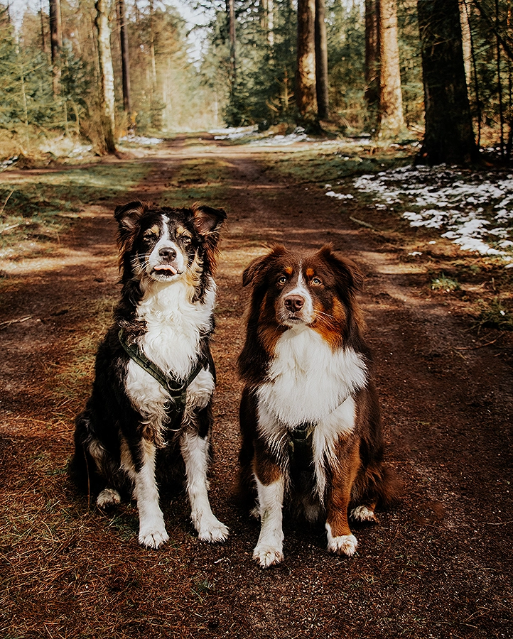 leukste wandelroutes wandelgebieden wandelgebied met honden hond