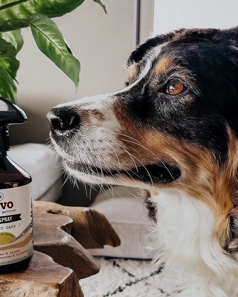De geur van een natte hond: je huis in no time weer lekker laten ruiken met deze tips