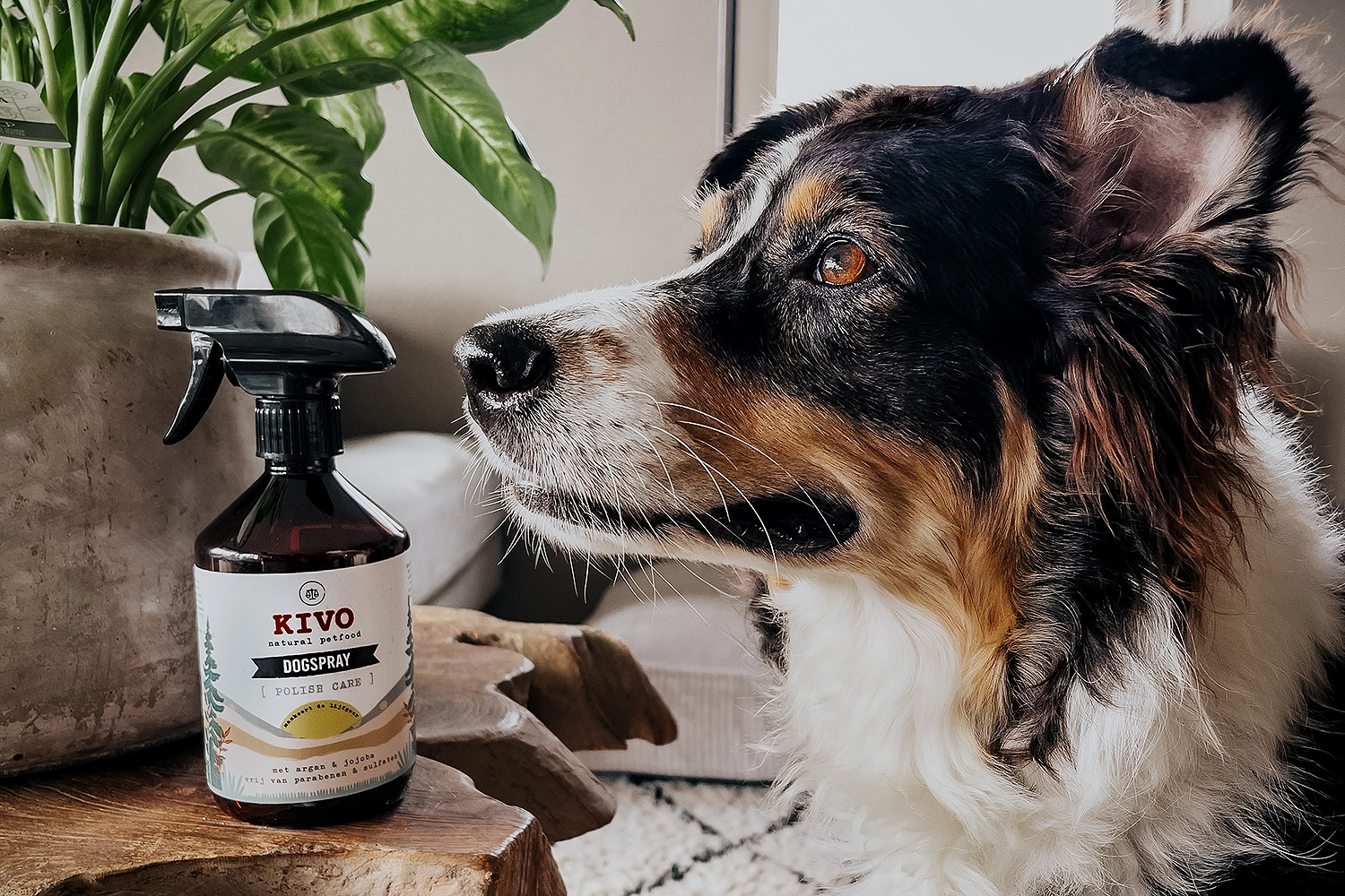 natte hond geur tips vieze lucht hond stinkt fris