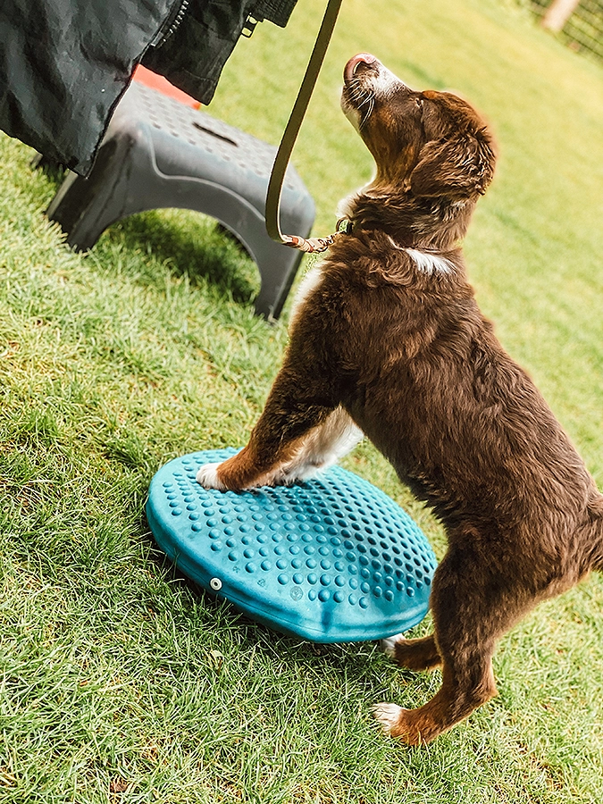 balans coördinatie spel workshop activiteit hond met samen honden