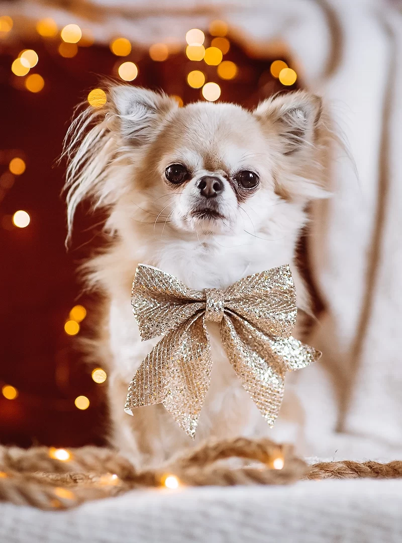 De leukste kerstcadeaus voor je hond