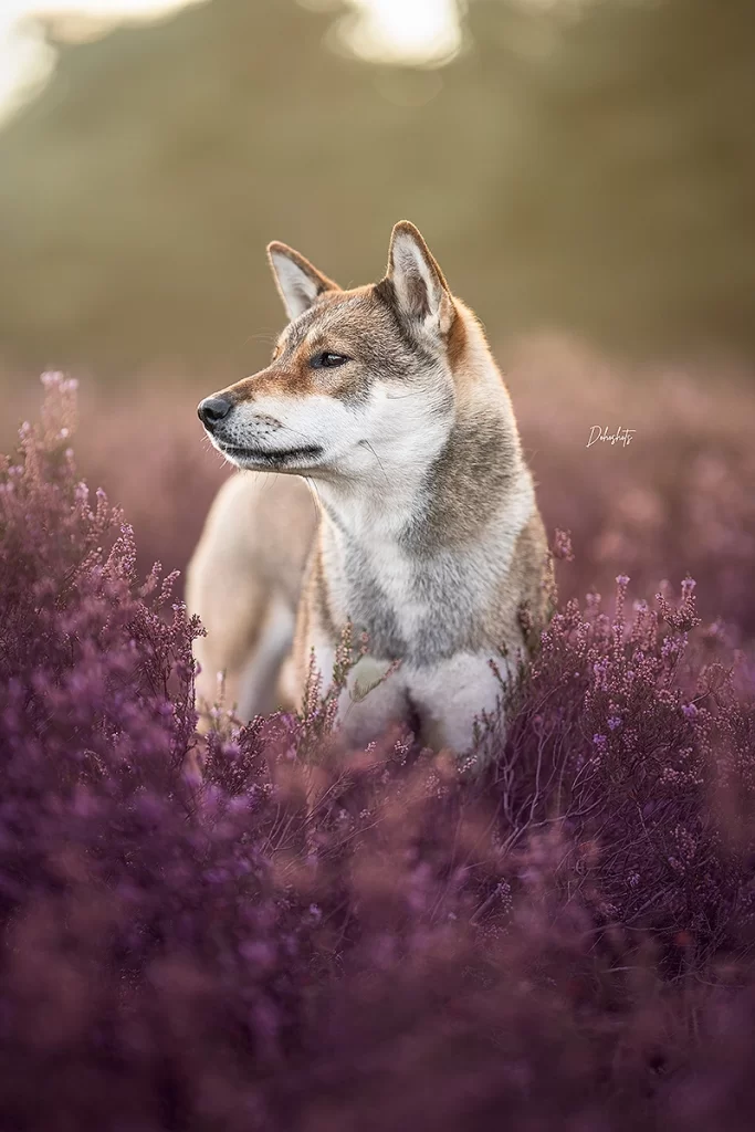 Shikoku hond hondenras ervaring japans Shiba inu akita inu Fokker puppy prijs