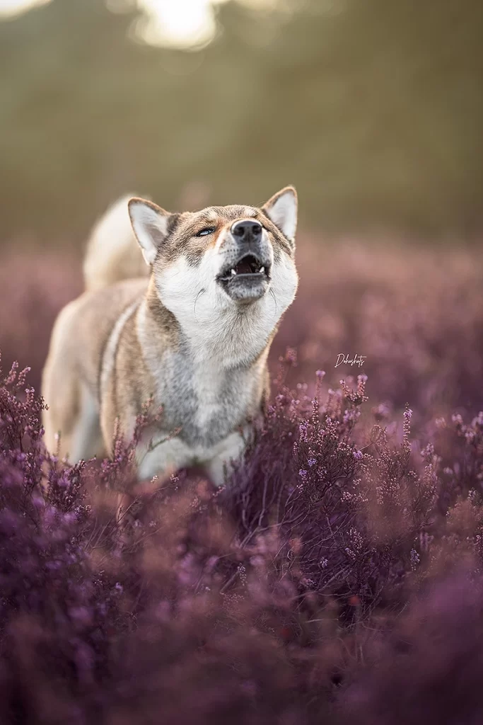 Shikoku hond hondenras ervaring japans Shiba inu akita inu