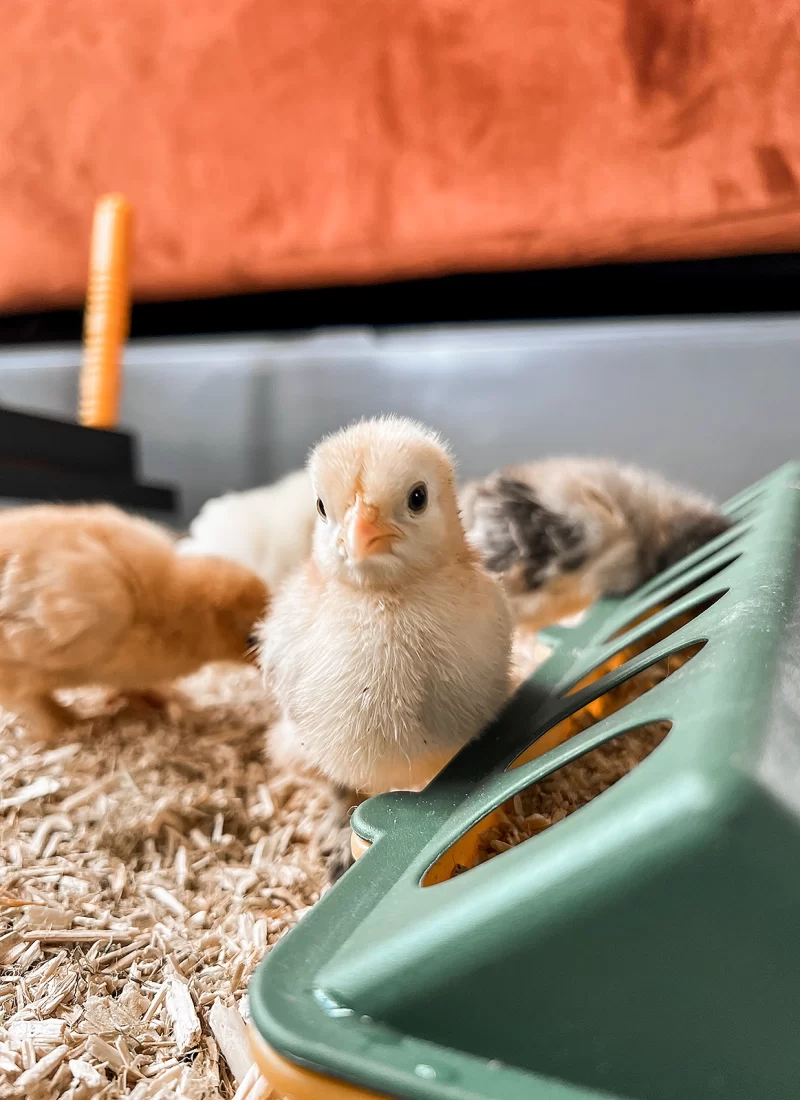 Even voorstellen: Cato, Annabel, Babs en Janneke!