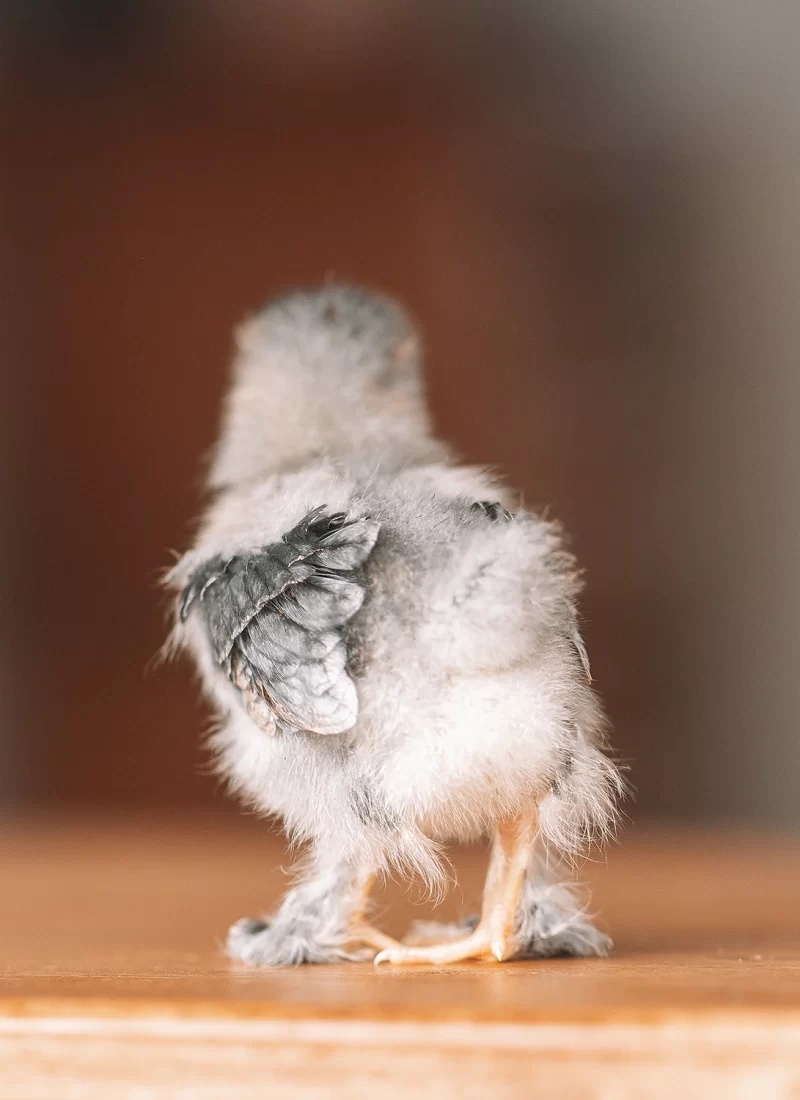 De eerste fotoshoot voor de kuikens!