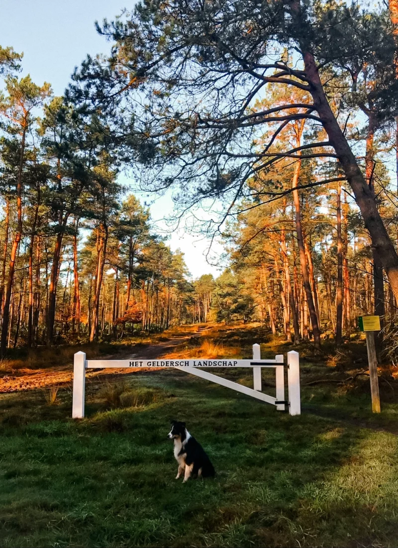 Wandelen met je hond: bewust genieten of meters maken