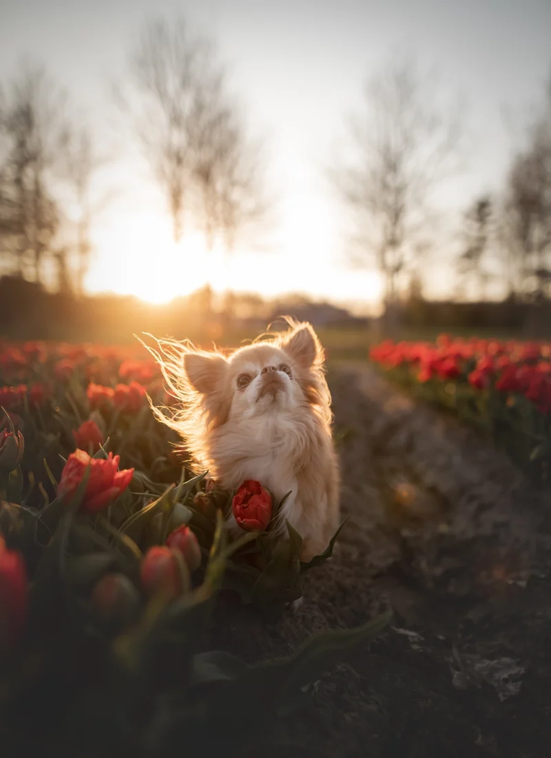 Blog zonder reclame, met affiliate links