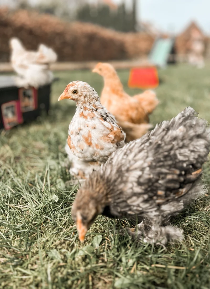 Kippenhok kopen: waar moet je op letten?