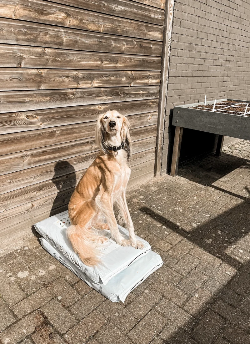 Dit jaar op de planning: de tuin