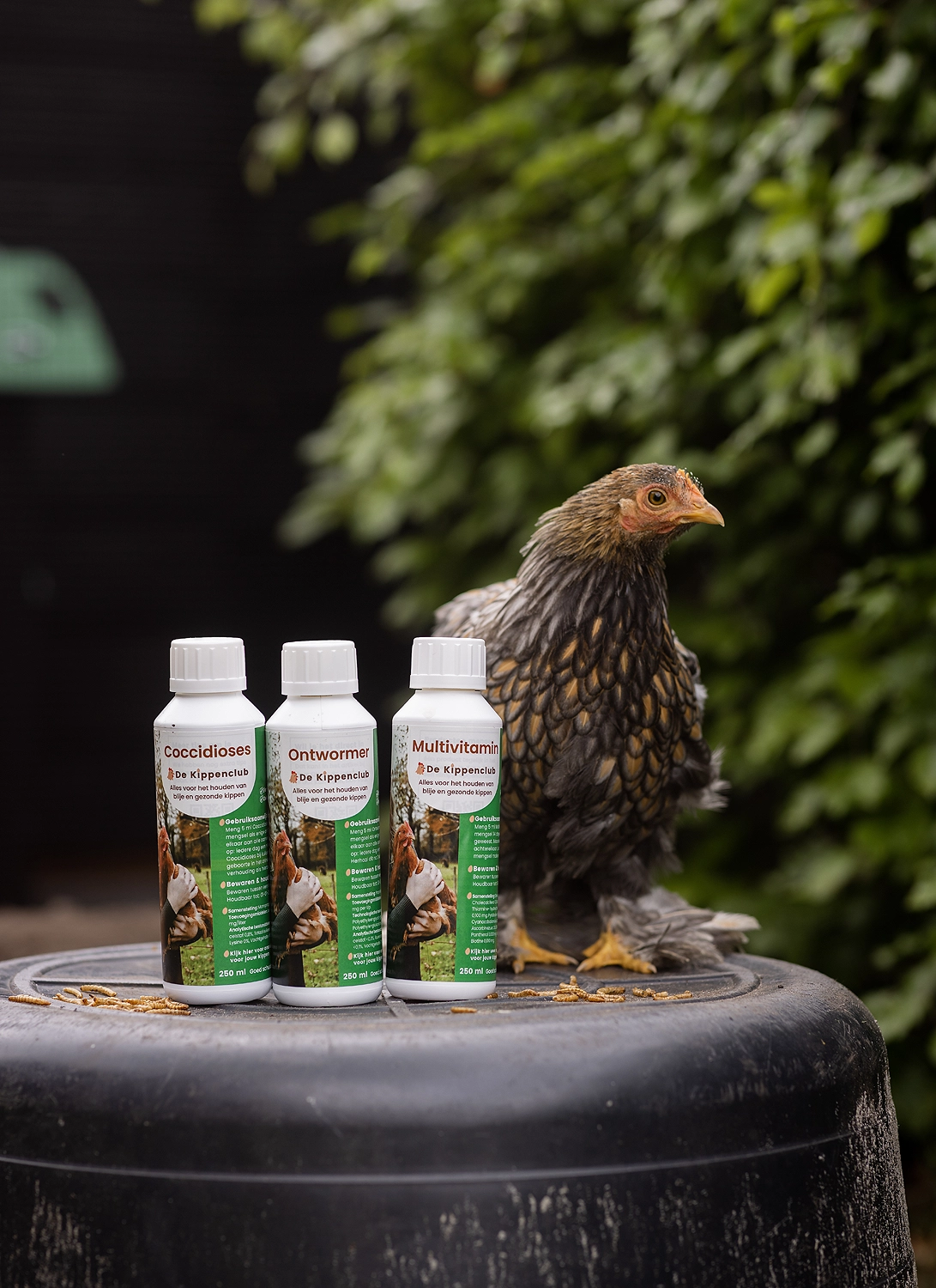 kippenclub kim ervaring review tips bloedluis ontworming ontwormen wormen kip kippen kuikens multivitamine