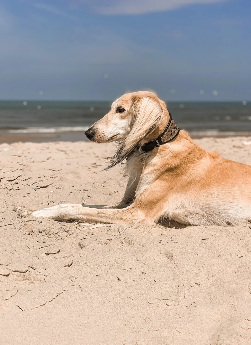Vakantie met je hond in Nederland